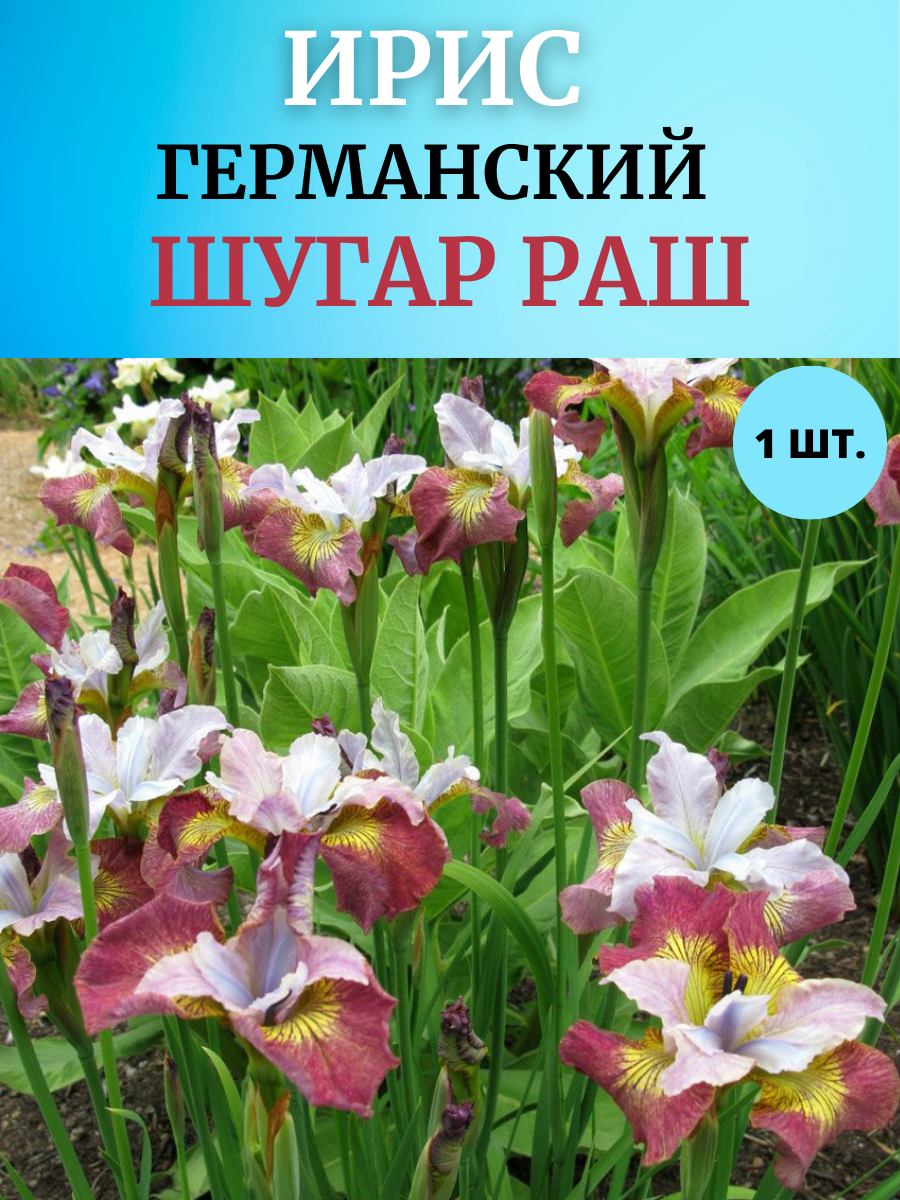 Ирис корневой Шугар Раш, многолетние цветы
