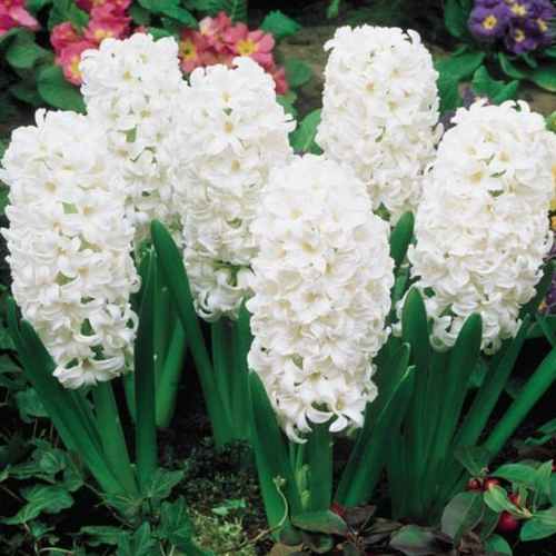 Луковицы Гиацинта махрового Сноу Кристал 2 шт 539₽