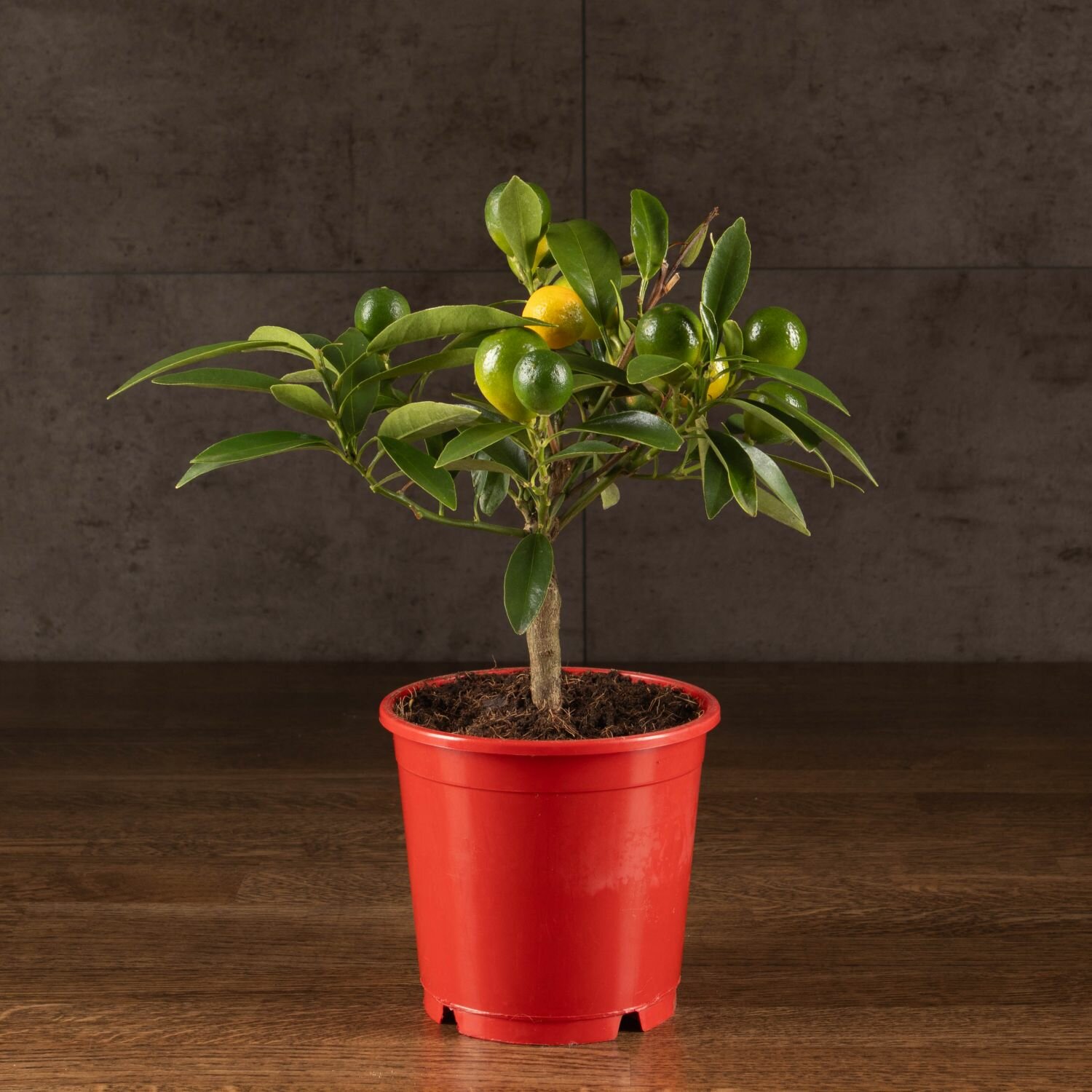 Каламондин 28/12