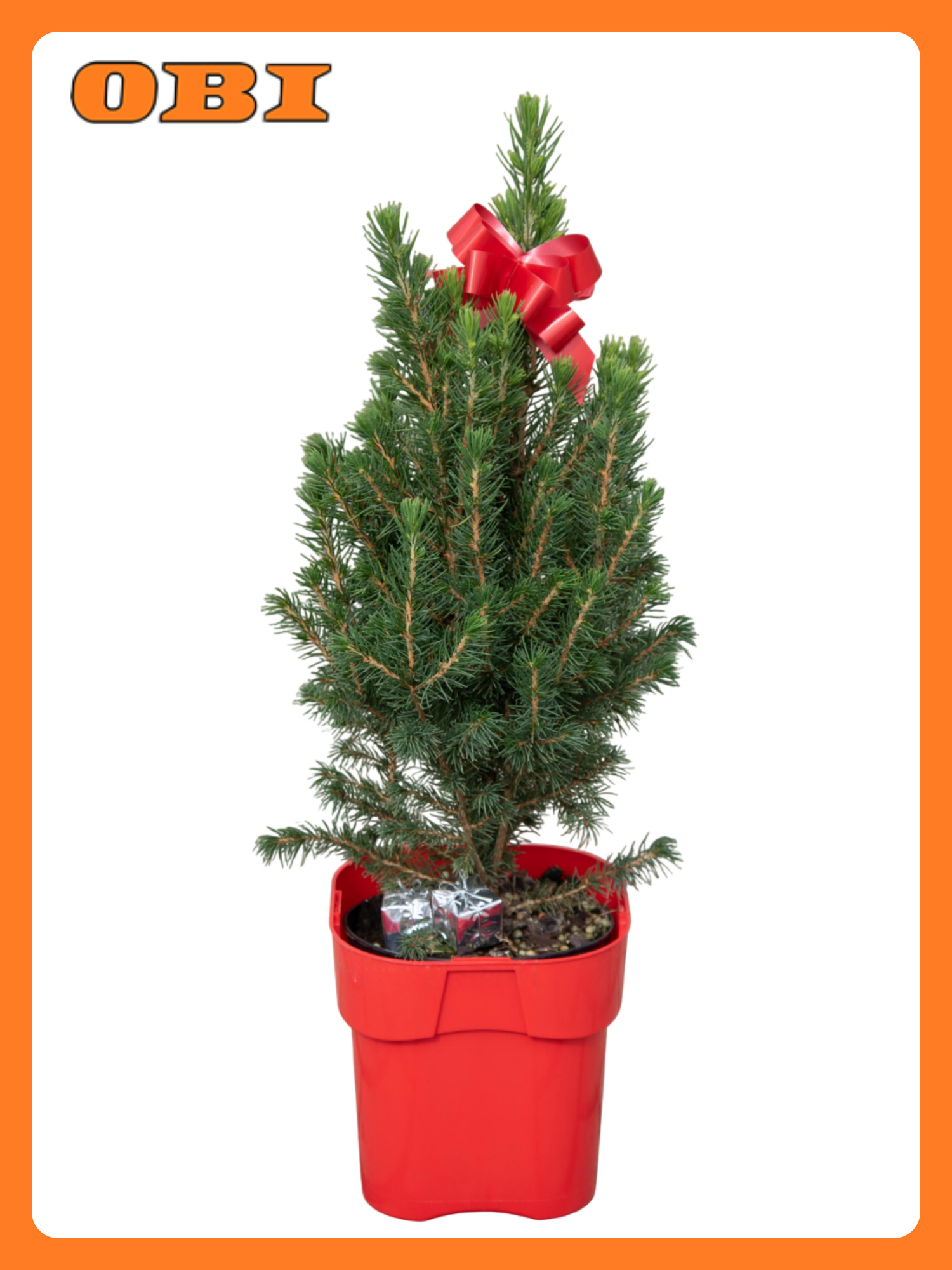 Растение Ель коника декор C15