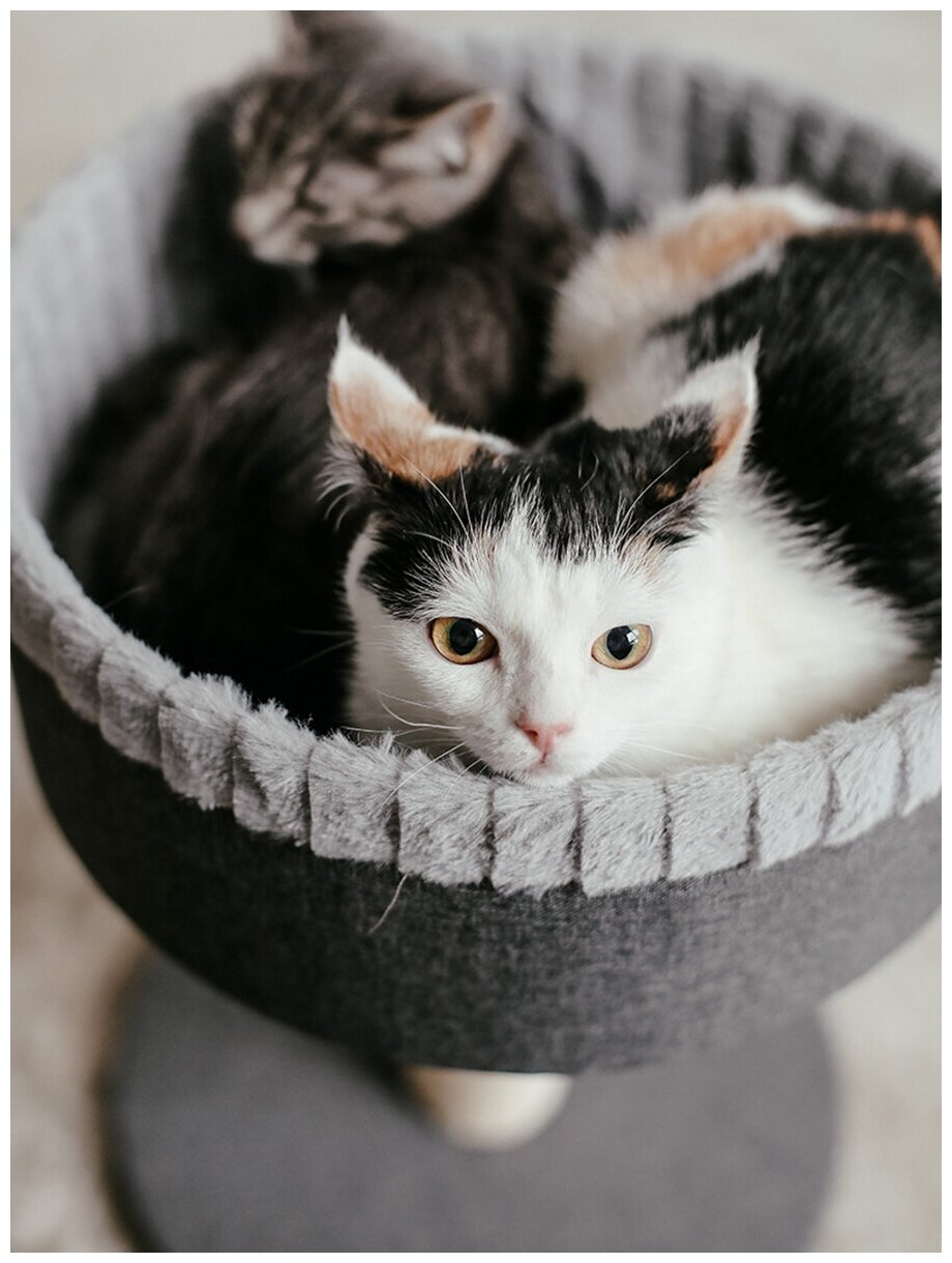 Когтеточка-лежанка для кошек, "Не Один Дома" MyPlace, серый - фотография № 4