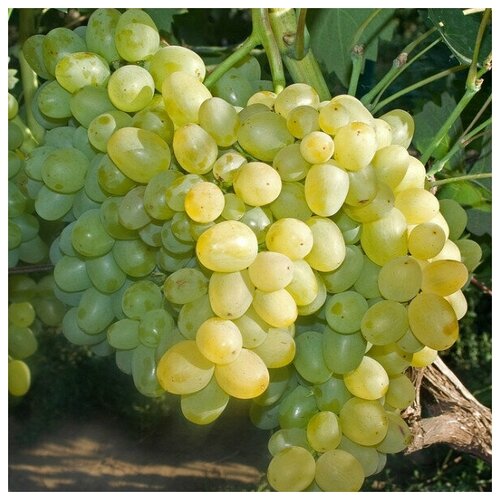 Саженец Виноград плодовый Супер-Экстра виноград столовый супер экстра