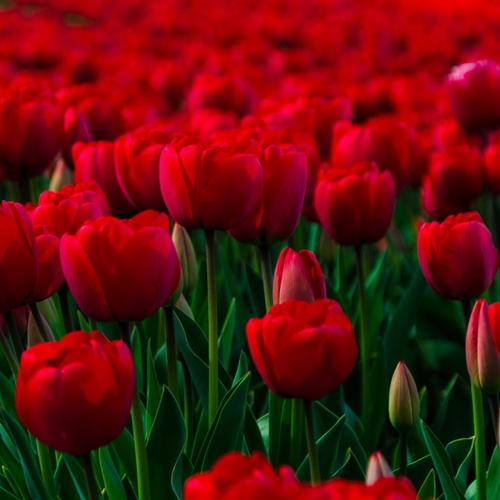 Луковицы Тюльпанов Красный Микс 10 шт 656₽