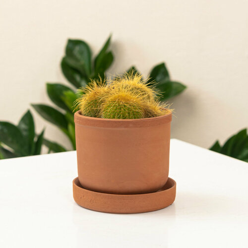 Кактус домашний в керамическом кашпо 1890₽