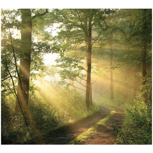 Фотообои фактура Рогожка Солнечный лес 300x270 7695₽