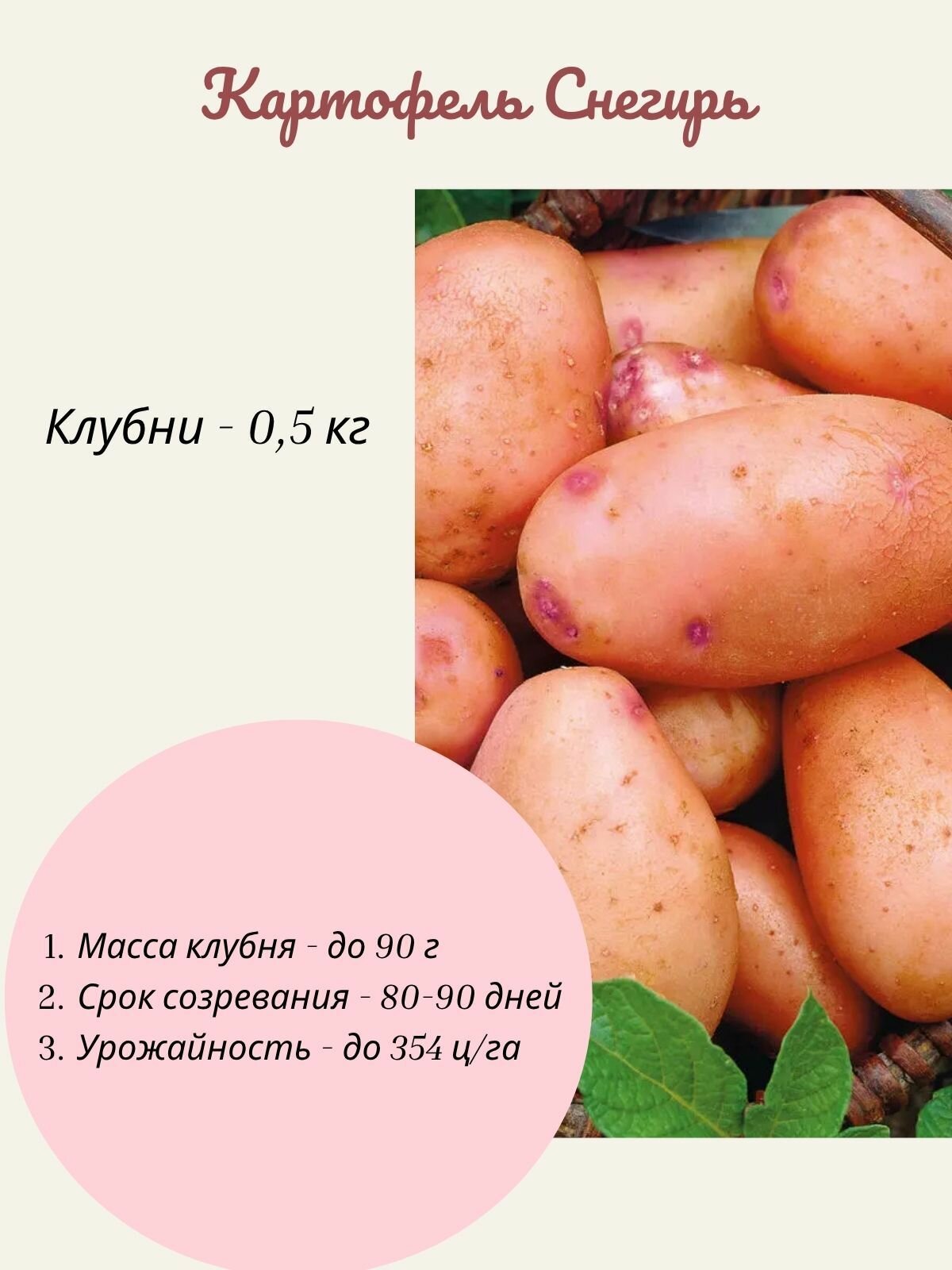 Картофель красный Снегирь 0 5 кг на посадку