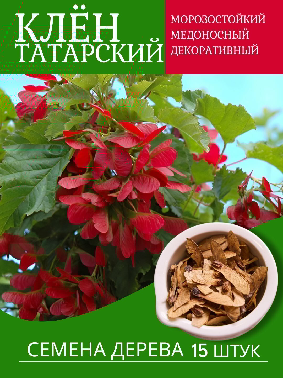 Клен татарский, морозостойкий, декоративный, медоносный, Черноклён