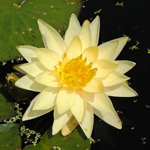 Растение для пруда Водяная нимфея Joey Tomocik желтая, корневище