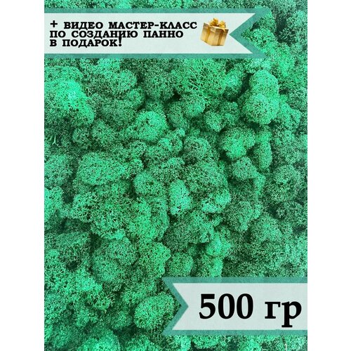 Стабилизированный мох ягель 500гр голубая ель/ мох для поделок, хобби и творчества/ растение для декора стен картин панно фитопанелей