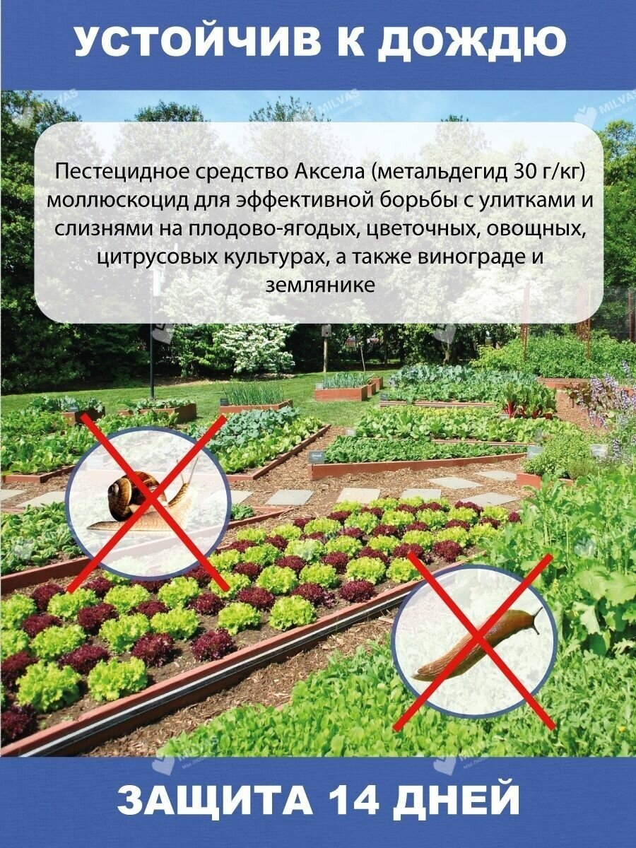 Защита сада и огорода от улиток и слизней - фотография № 3