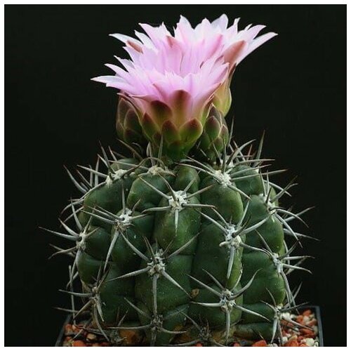 Семена Орешка Суккулент Кактус Gymnocalycium achirasense v. kainradliae GN 90-270/866 10 шт. семена орешка суккулент кактус gymnocalycium ambatoense gn 915 3000 10 шт