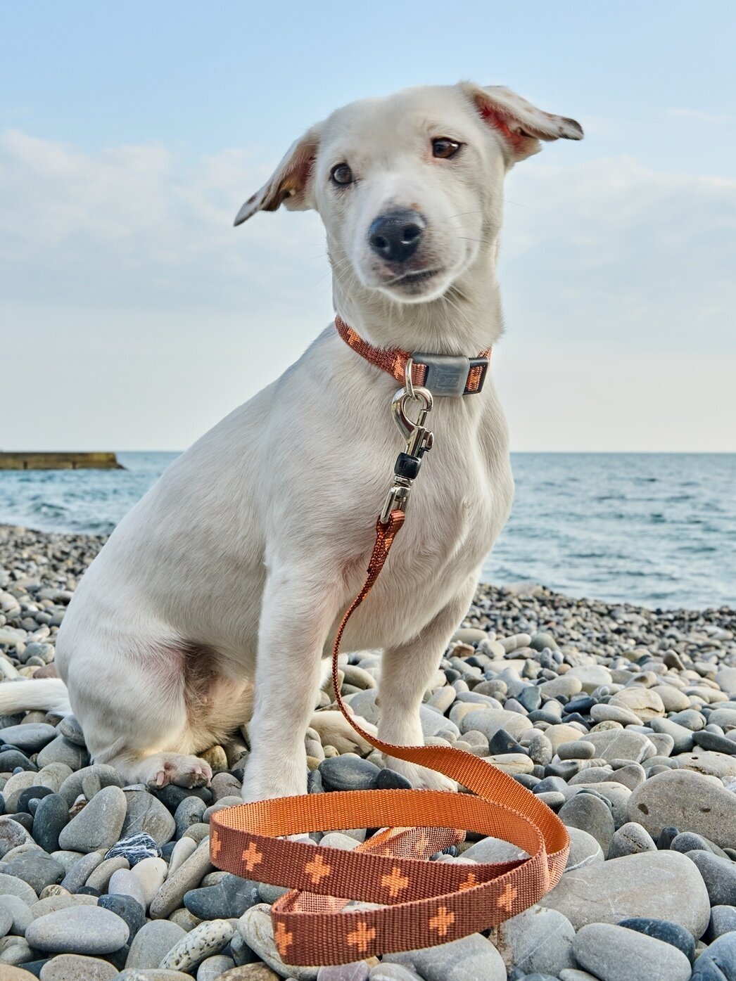 Поводок-стропа для собак Japan Premium Pet DАISKI из особо прочного нейлона с механизмом защиты от срыва на карабине. Коричневый. Размер L