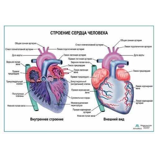 Строение сердца человека плакат А1+, глянцевый холст от 200 г/кв. м