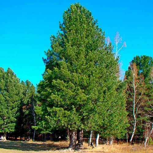 Корейская сосна - Корейский кедр (лат. Pinus koraiensis) семена 20шт + подарочек