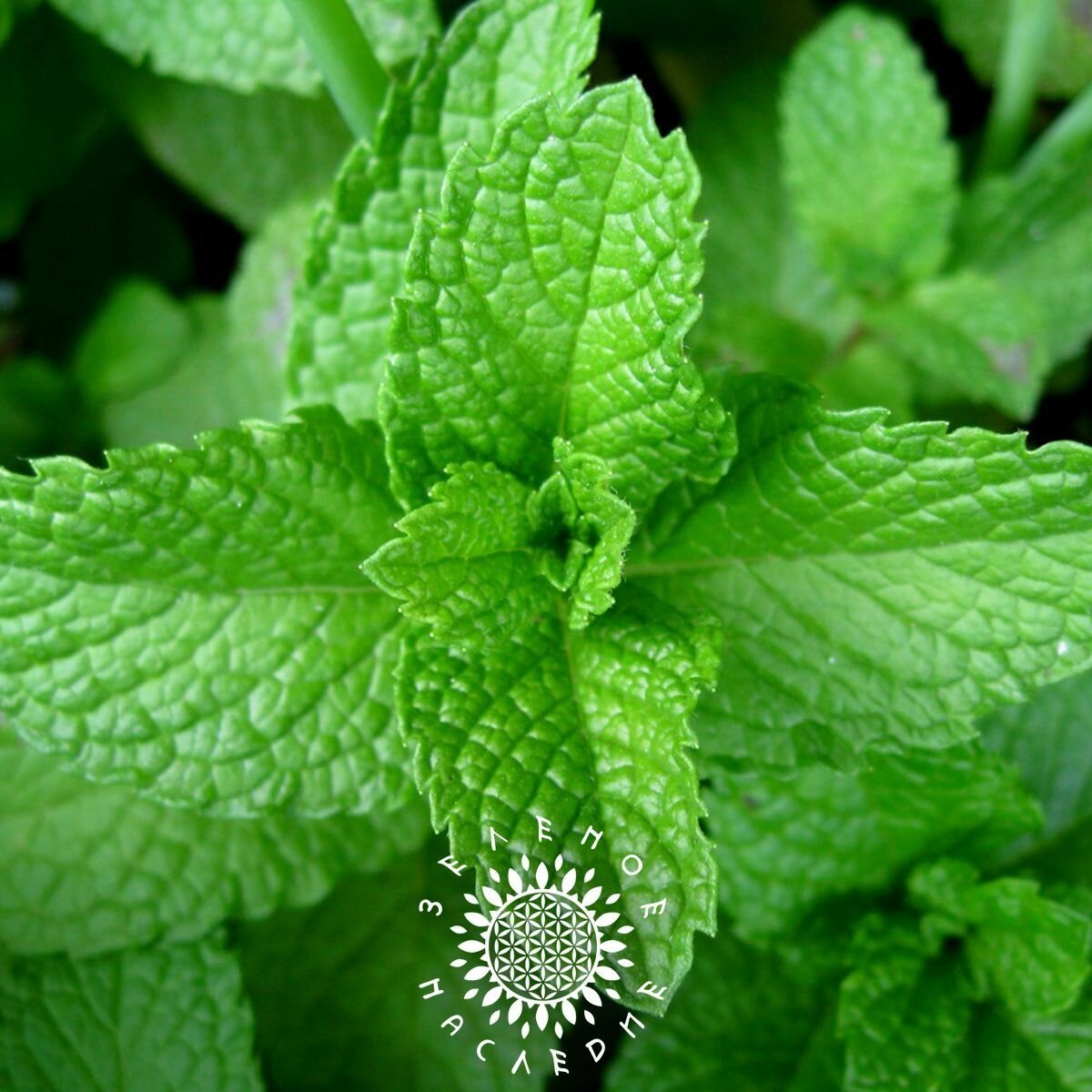 Семена Мята перечная (лат. Mentha piperita) 150 шт от Green Legacy — фото 1