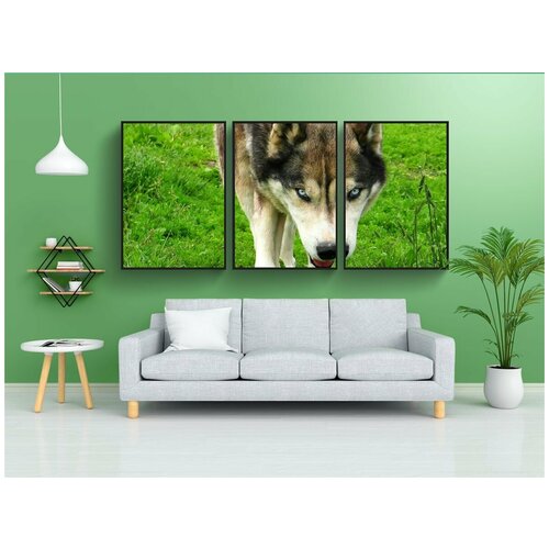 фото Набор модулных постеров для интерьера "хаски, волк, собака" 60x90 см. в тубусе, без рамки lotsprints