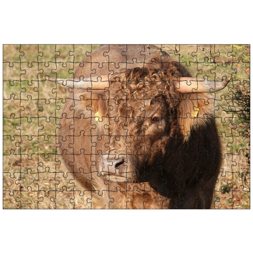 фото Магнитный пазл 27x18см."говядина, рога, красно- коричневый" на холодильник lotsprints