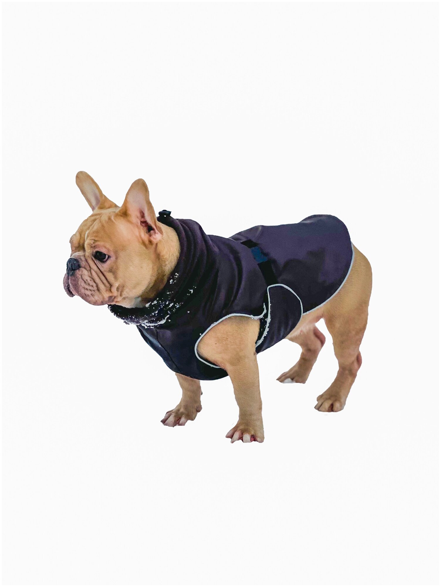 Попона для собак породы французcкий бульдог, коричневый, размер М - фотография № 5