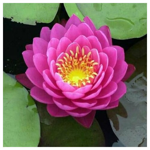 Растение для пруда Водяная нимфея Perrys Fire Opal темно-розовая, корневище