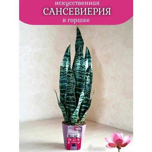 Сансевиерия в горшке от брендаЛотос 2500₽