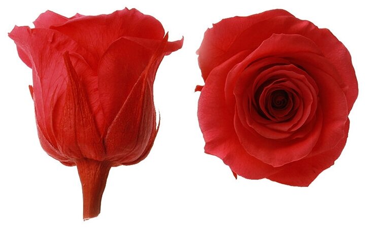 Стабилизированный цветок Роза (красная) 1 бутон