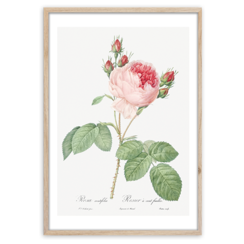 Постер STYLER OB-13805, розовая роза