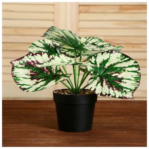 ЗдоровьЕ Бонсай в горшке 