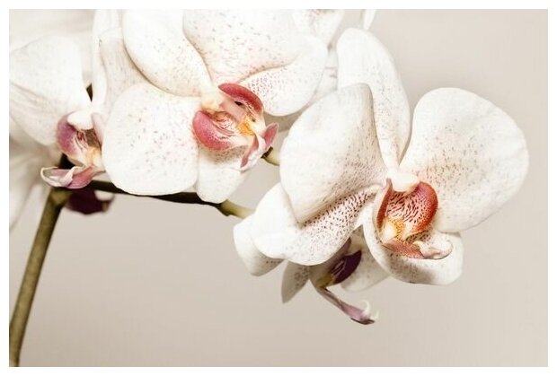 Постер на холсте Орхидеи (Orchids) №3 45см. x 30см.