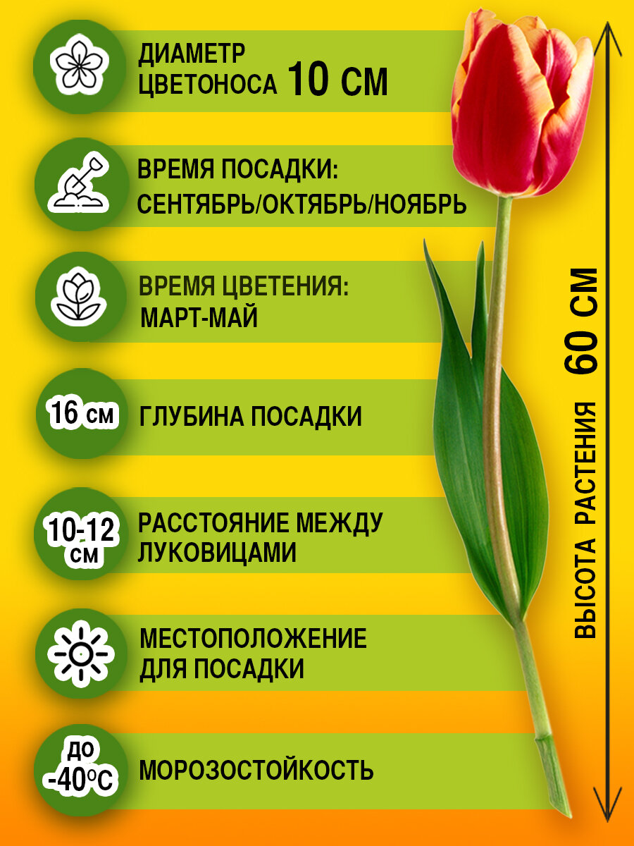 Луковичные цветы Тюльпан Dance Line 5 шт - фотография № 2