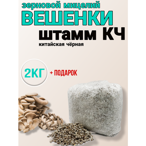 Зерновой мицелий для выращивания грибов вешенки мицелий грибов вешенки штамм нк35 зерновой грибница для выращивания