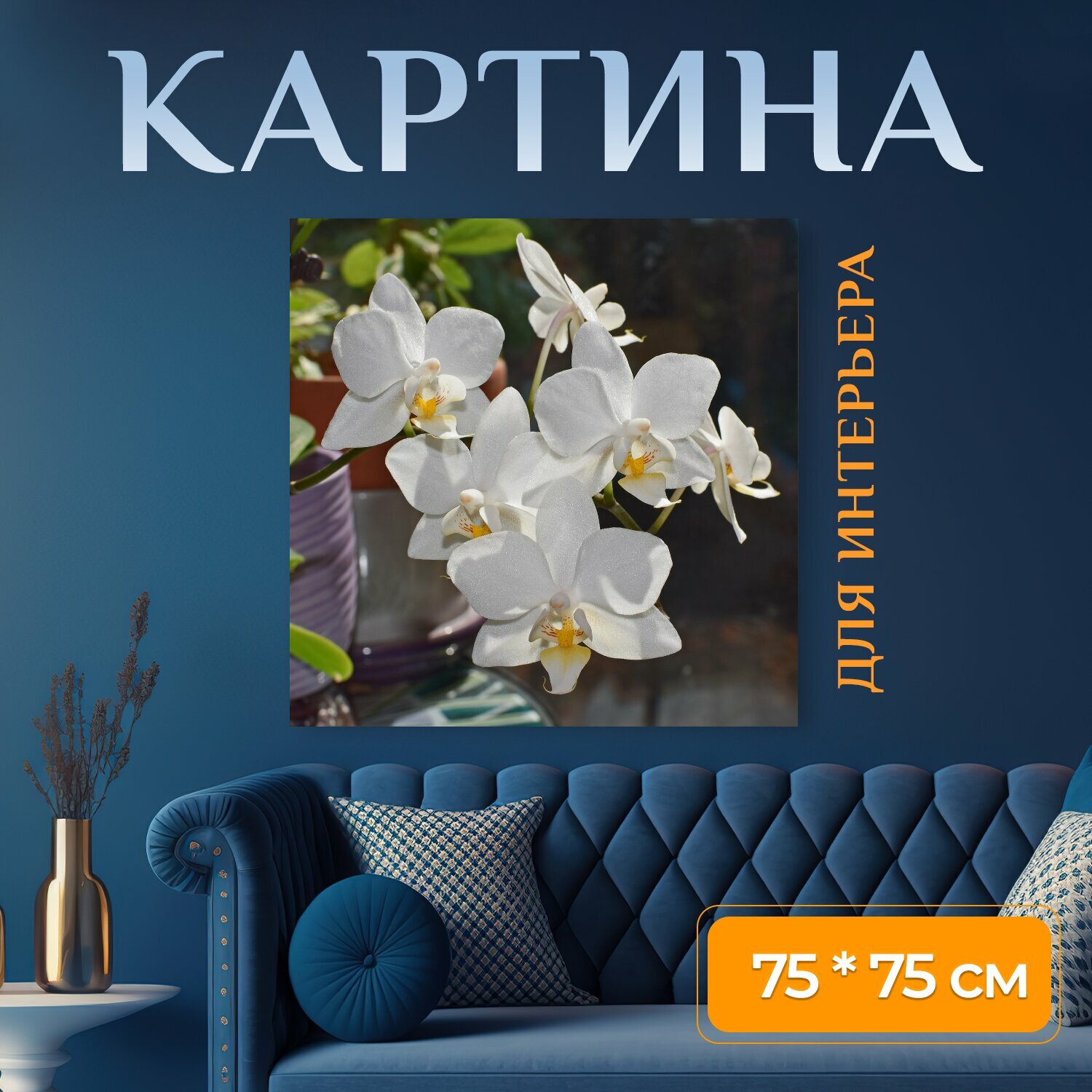 Картина на холсте "Гибридный фаленопсис, фаленопсис, орхидея" на подрамнике 75х75 см. для интерьера