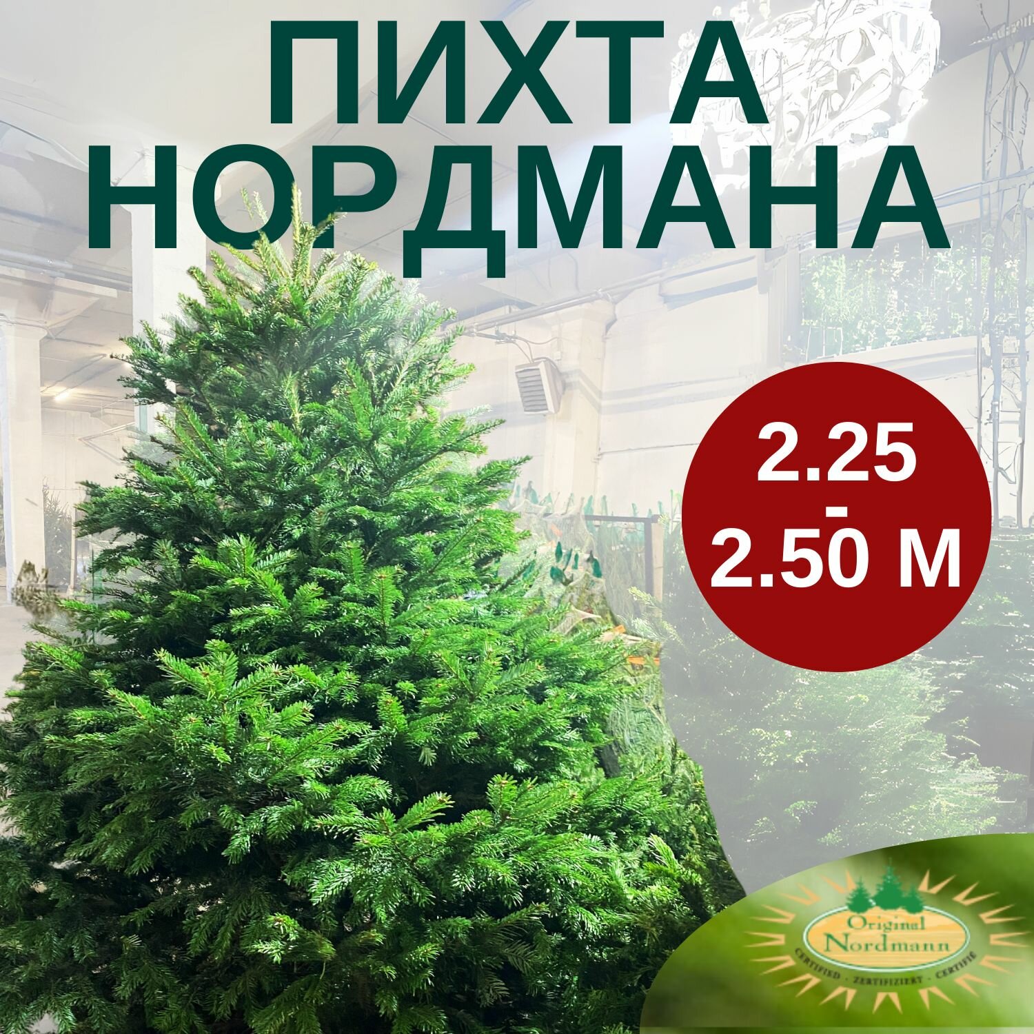 Пихта Нордмана новогодняя (живая Датская елка) 225-250 м
