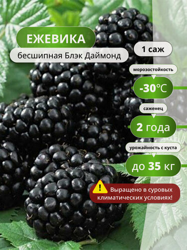 Изображение товара Ежевика Блэк Даймонд / 1шт, ежевики, морозостойкий сорт, крупноплодная