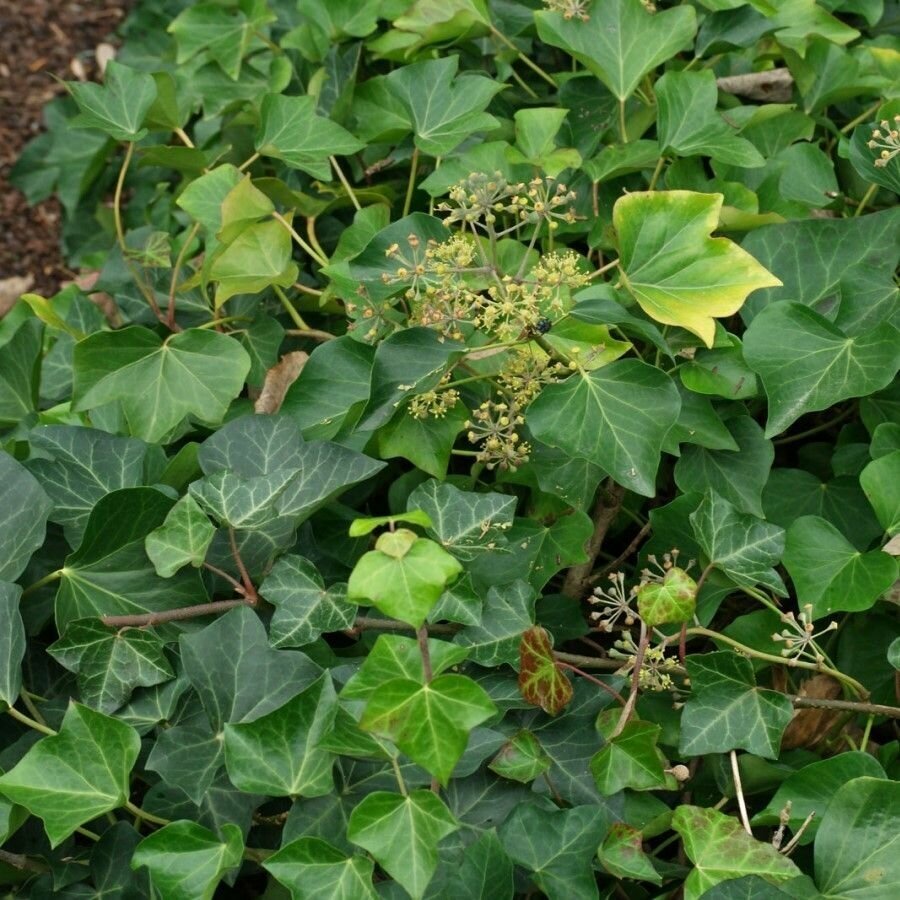 Семена Плющ обыкновенный вьющийся (Hedera helix) 10 штук