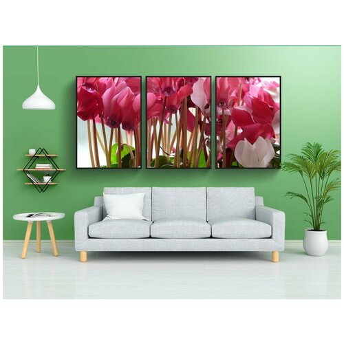 фото Набор модулных постеров для интерьера "цикламен, цветок, розовый" 60x90 см. в тубусе, без рамки lotsprints