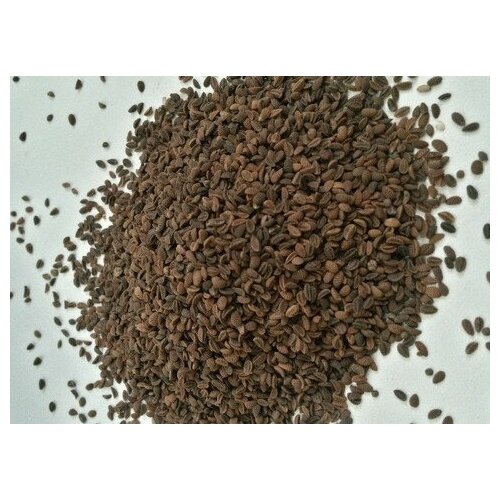 Семена фацелии, 1 кг