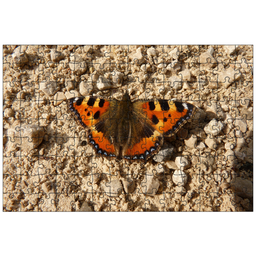 фото Магнитный пазл 27x18см."бабочка, животное, крыло" на холодильник lotsprints