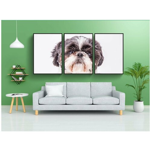 фото Набор модулных постеров для интерьера "собака, собачий, ши тцу" 60x90 см. в тубусе, без рамки lotsprints