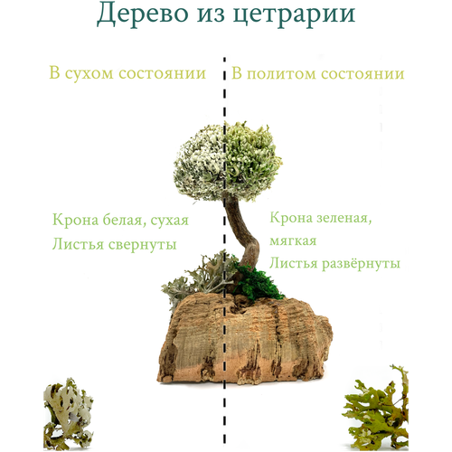 Декоративное деревце из цетрарии (~15 см)