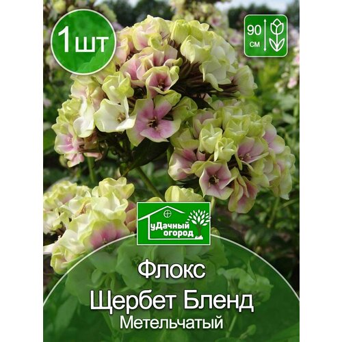 Флокс Щербет Бленд 1 шт. флокс метельчатый поиск щербет бленд 1шт