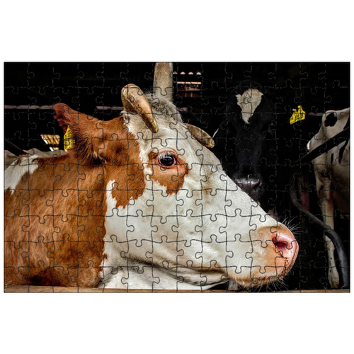 фото Магнитный пазл 27x18см."корова, голова коровы, рога" на холодильник lotsprints