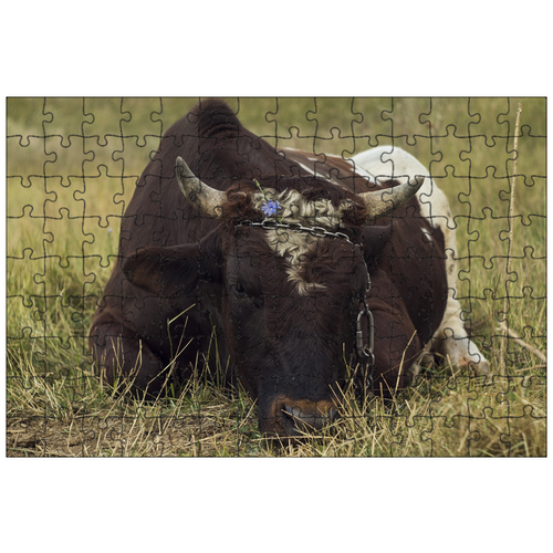 фото Магнитный пазл 27x18см."бык, корова, рога" на холодильник lotsprints