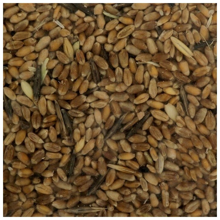 Семена Пшеница , 1 кг - фотография № 2