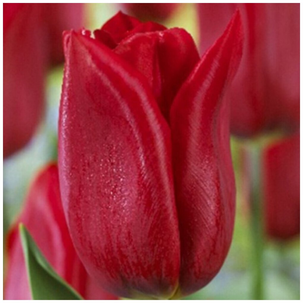 Тюльпан Триумф Стронг Лав (5шт, малиново-красный, для срезки, 12/+, h40см) - фотография № 2