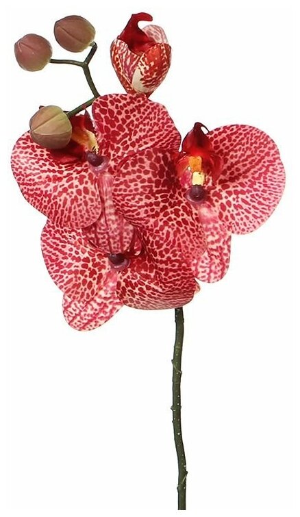 Цветок фаленопсиса красный, 37 см, Edelman