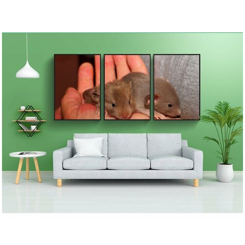 фото Набор модулных постеров для интерьера "крысы, молодые животные, милый" 60x90 см. в тубусе, без рамки lotsprints