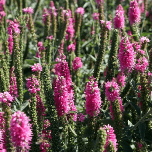 Вероника колосистая Хайдекинд (1 корневище в горшке р9). Szkolka roslin A.M (Польша)