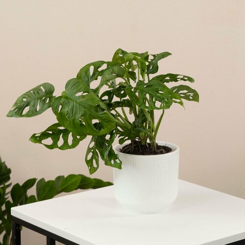 Монстера домашняя 