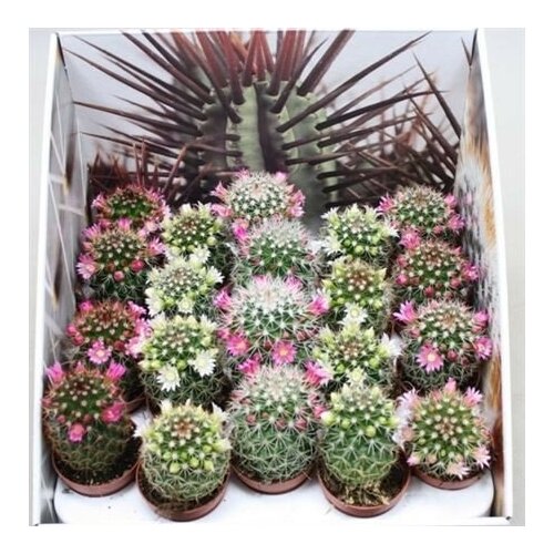 Кактус цветущий Маммиллярия – Mammillaria 1 горшок (5 см)