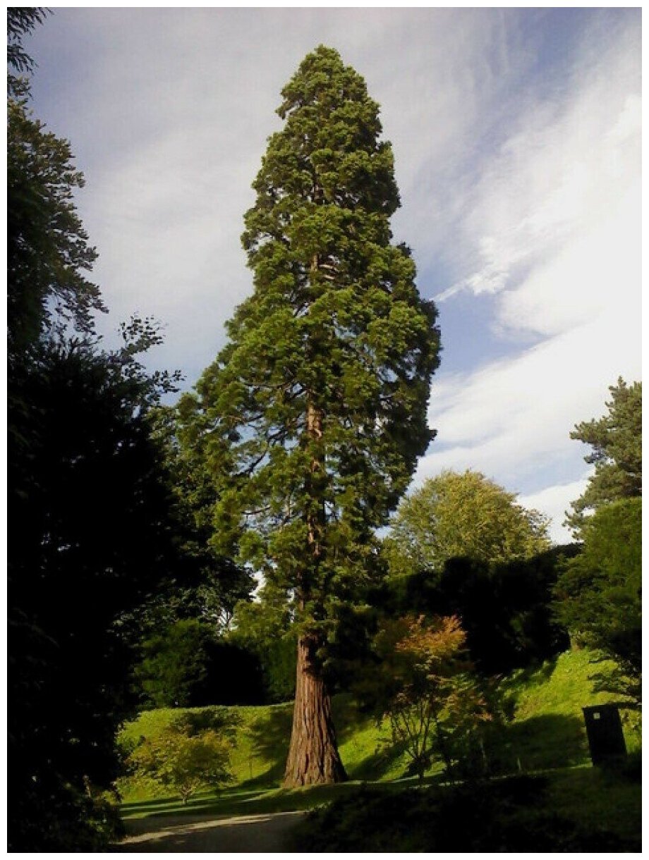 Семена Секвойя вечнозелёная (Sequoia sempervirens) 60 штук